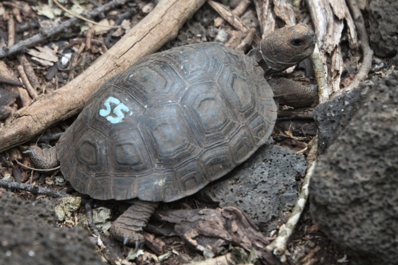 galapagos